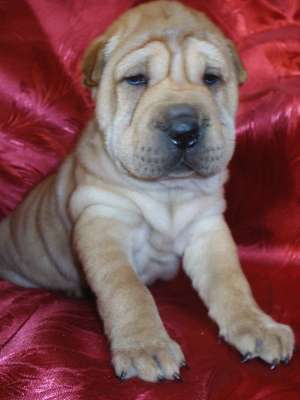 shar-pei