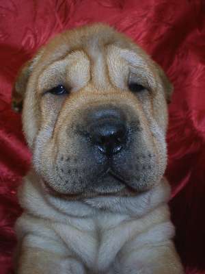 shar-pei