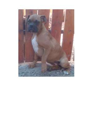vand catel original de boxer