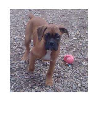 vand catel original de boxer
