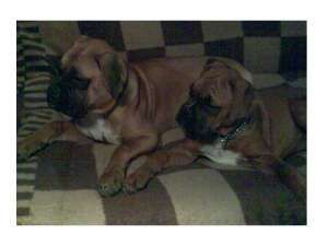 vand catel original de boxer