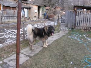 Vand ciobanesc caucazian