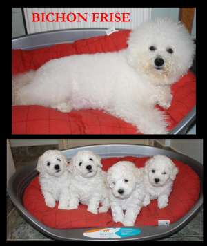 Vand Bichon Frise cu Pedigree
