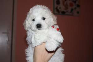 Vand Bichon Frise cu Pedigree