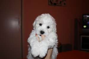 Vand Bichon Frise cu Pedigree