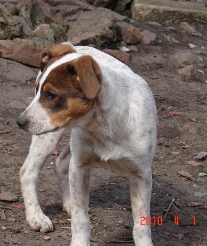 Gina un puiut delicat