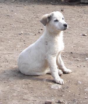 doi puisori scumpi si dulci spre adoptie
