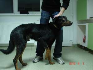 metis (mix) doberman mascul spre adoptie