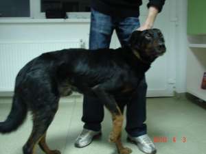 metis (mix) doberman mascul spre adoptie