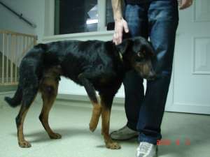metis (mix) doberman mascul spre adoptie