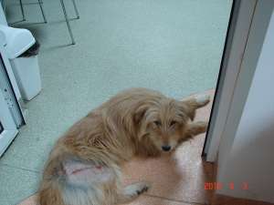 metis ciobanesc roscat frumos spre adoptie