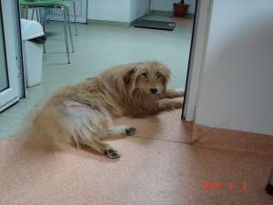 metis ciobanesc roscat frumos spre adoptie