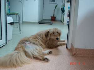 metis ciobanesc roscat frumos spre adoptie