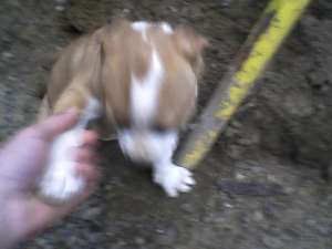 VAND PUI DE AMSTAFF