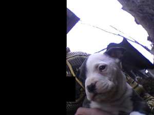 VAND PUI DE AMSTAFF