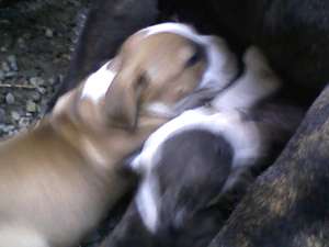 VAND PUI DE AMSTAFF