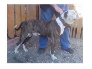 ofer ptr. monta  mascul buldog american