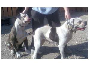 ofer ptr. monta  mascul buldog american