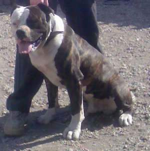 ofer ptr. monta buldog american & boxer german