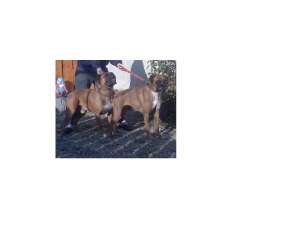ofer ptr. monta buldog american & boxer german