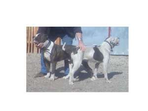 ofer ptr. monta buldog american & boxer german
