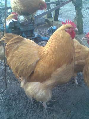 vand 3 cocosi brahma h deschis si oua pt incubatie