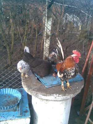 vand 3 cocosi brahma h deschis si oua pt incubatie