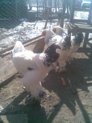 vand 3 cocosi brahma h deschis si oua pt incubatie