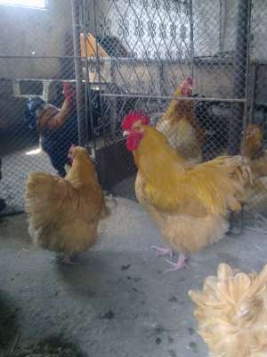 VAND OUA GAINI DE RASA+PUI(PRECOMANDA) BRAHMA COLUMBIA,  POTARNICHIU,  ORPINTON,  MATASE JAPONEZA(EX