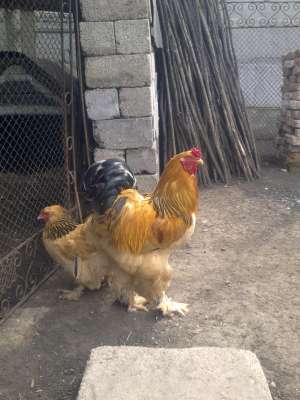 VAND OUA GAINI DE RASA+PUI(PRECOMANDA) BRAHMA COLUMBIA,  POTARNICHIU,  ORPINTON,  MATASE JAPONEZA(EX