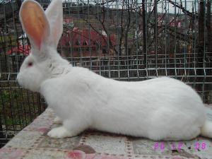 iepuri de rasa