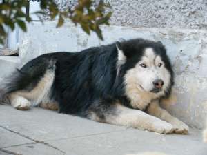 monta husky