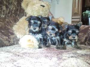 Yorkshire Terrier Extra Mini Toy