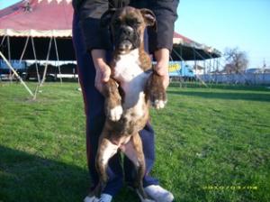 pui boxer francez