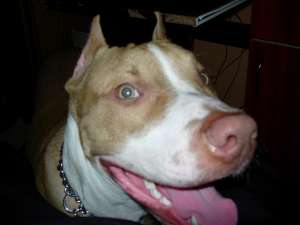 Imperechere American Staforshire Terrier Red Nose