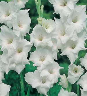 sezonul florilor,  gladiole