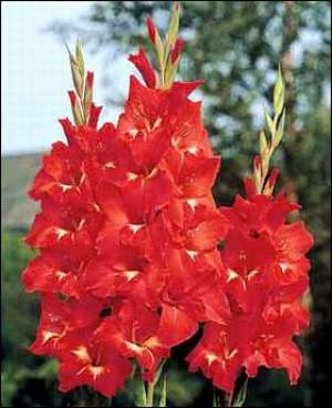 sezonul florilor,  gladiole