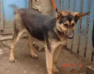 Metis CIOBANESC GERMAN 9 luni