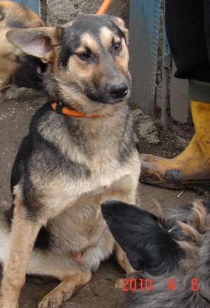 Metis CIOBANESC GERMAN 9 luni