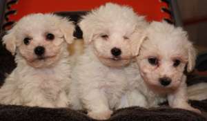Bolognese Bichon puppy