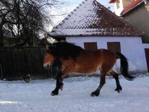 Vand armasar!!!