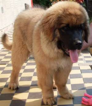Leonberger pui de vanzare