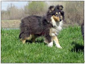 Collie de vanzare