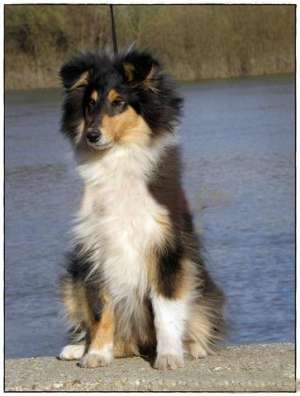Collie de vanzare
