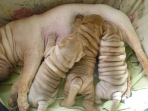 vand puiuti shar pei puri
