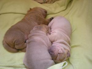 vand puiuti shar pei puri