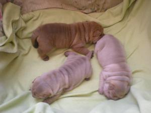 vand puiuti shar pei puri