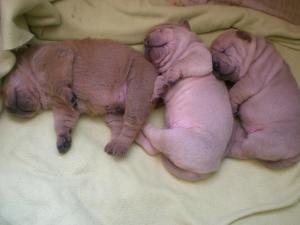 vand puiuti shar pei puri