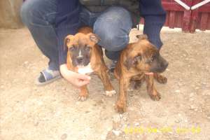 vand urgent 2 masculi rasa amstaff bacau