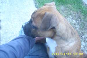 vand urgent 2 masculi rasa amstaff bacau